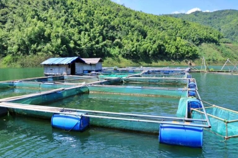 nuoi-ca-tu-tam-nhua-eco-chi-phi-thap-hieu-qua-cao