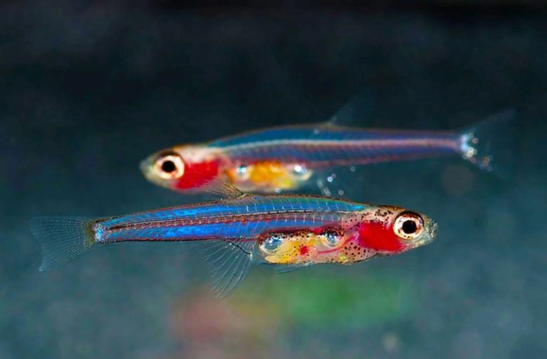 paedocypris-progenetica-fish1med