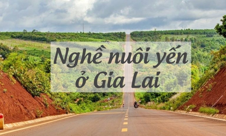nghe-nuoi-chim-yen-tai-chu-se-gia-lai-1